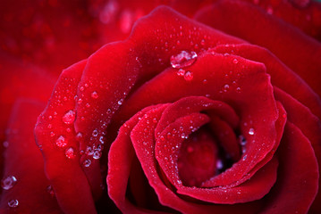 Red rose closeup with water drops .Valentine's Day card.