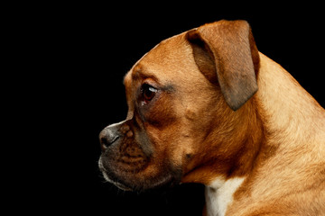 Portrait of an adorable boxer puppy