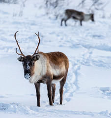 Reindeer in Norway