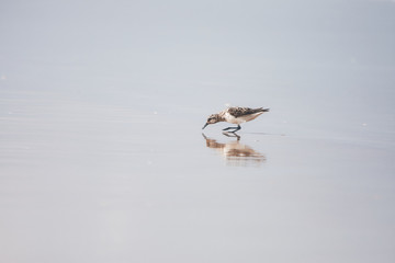 Florida nature outdoor animals