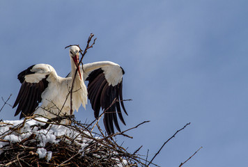 Stork at nest building after a new onset of winter with snow