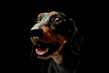 Portrait of a lovely Dachshund