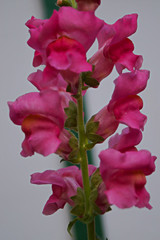 Pink Snap Dragon 2