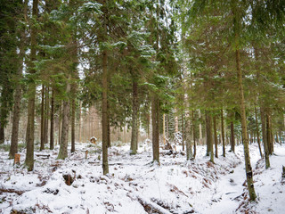 Fototapeta premium Natural forest of spruce and deciduous forest.