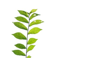 Tropical plant leaves with branches and sunlight on white isolated background for green foliage backdrop and copy space 