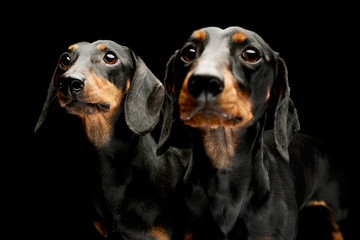 Portrait of two adorable Dachshunds