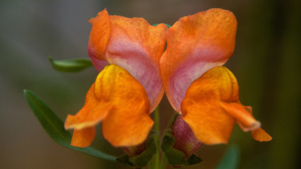 Snap Dragon 3