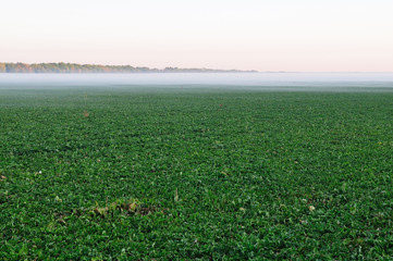 Fototapeta na wymiar Beetroot field in the fog