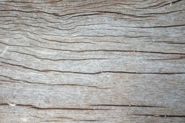 Fototapeta premium In selective focus rough skin surface of an old wooden plank for background texture 