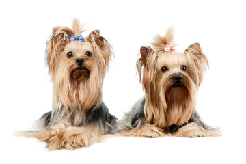Studio shot of two adorable Yorkshire Terriers