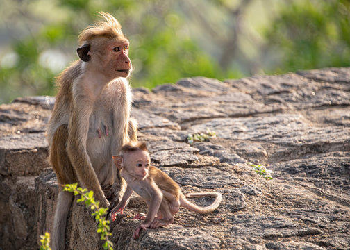 Mother And Child, Toque Macaque