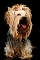 Studio shot of an adorable Yorkshire Terrier yorkie