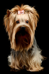 Studio shot of an adorable Yorkshire Terrier yorkie