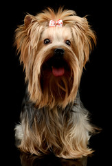 Studio shot of an adorable Yorkshire Terrier yorkie