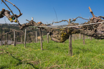 Vineyard Scenery in Styria,Austria