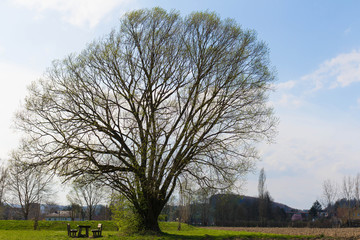 Tree in spring