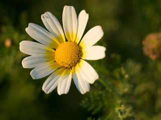 Una margarita. Bellis perennis