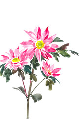 Beautiful spring flower. A sprig of chrysanthemum. Watercolor background.