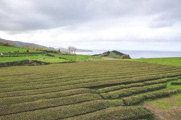 Gorreana Tea Plantation in Sao Miguel Island, Azores, Portugal. Tea fields surrounded by green landscape. Overcast sky. Tea cultivation. Atlantic ocean in the background