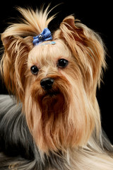 Portrait of an adorable Yorkshire Terrier yorkie