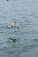 Herring gull feeding I the North Sea