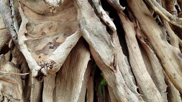 South African Aloe Ferox Old Dead Leaves In Decay, Beautiful Natural Brown Texture And Patterns As Camera Moves In Slow Motion.