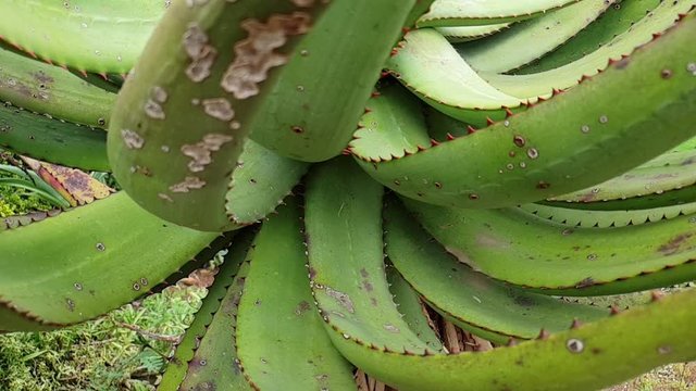 South African Aloe Ferox Plant With Emerald Green Leaves And Red Thorns On The Edges, Beautiful Natural Green Texture And Patterns As Camera Moves In Slow Motion.