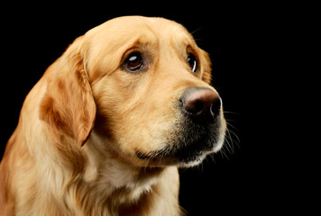 Portrait of an adorable Golden retriever