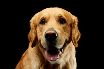 Portrait of an adorable Golden retriever