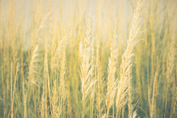 Obraz premium Vintage Meadow Background