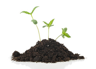 Plants of cannabis seedling in the ground on a white background. Hemp sprouts. Cannabis sativa.