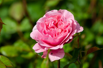 Pink rose blooming in the summer