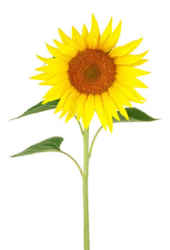 Flower of sunflower isolated on a white background