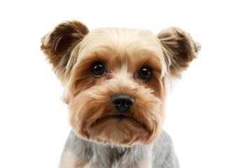 Portrait of an adorable Yorkshire Terrier