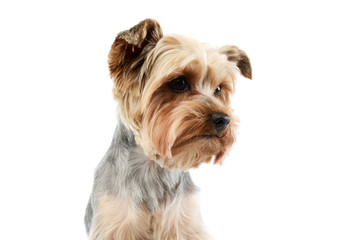 Portrait of an adorable Yorkshire Terrier