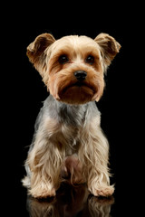 Studio shot of an adorable Yorkshire Terrier
