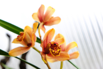 Cymbidium orchid (2019)
