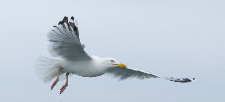 Herring gull feeding I the North Sea
