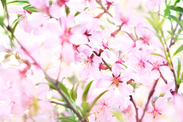 Fototapeta na wymiar Spring blossom/springtime cherry bloom, bokeh flower background, pastel and soft floral card, selective focus, shallow DOF, toned