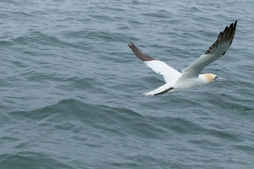 Fototapeta na wymiar Gannets feeding I the North Sea