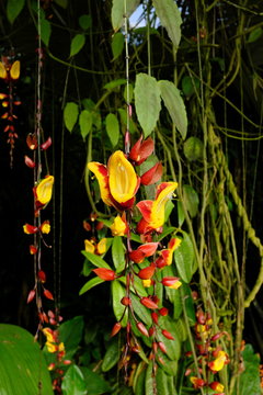 Thunbergia mysorensis