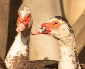 Muscovy duck close up beautiful, domesticated birds