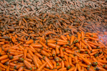 Un-washed and dirty carrot washing on throw pipe water. Food background. Near Savar District at Dhaka, Bangladesh.