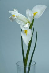 Naklejka na ściany i meble Beautiful triple white iris flower on a dark background, selective focus
