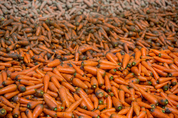 Un-washed and dirty carrot washing on throw pipe water. Food background. Near Savar District at Dhaka, Bangladesh.
