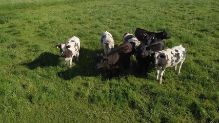 Aerial circle around some dairy cows in a field of an organic farm.