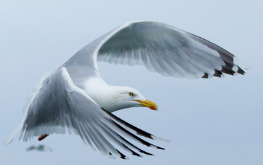 Herring gull feeding I the North Sea