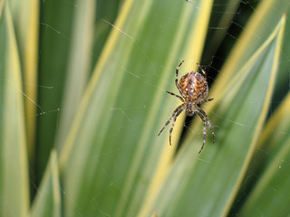 An orb spider