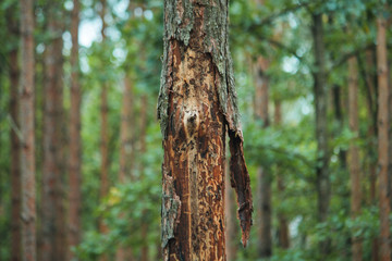 Base of a pine tree with Bark beetle holes