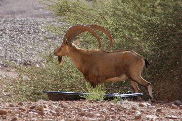 A beautiful graceful animal, the Nubian mountain goat with huge curled horns